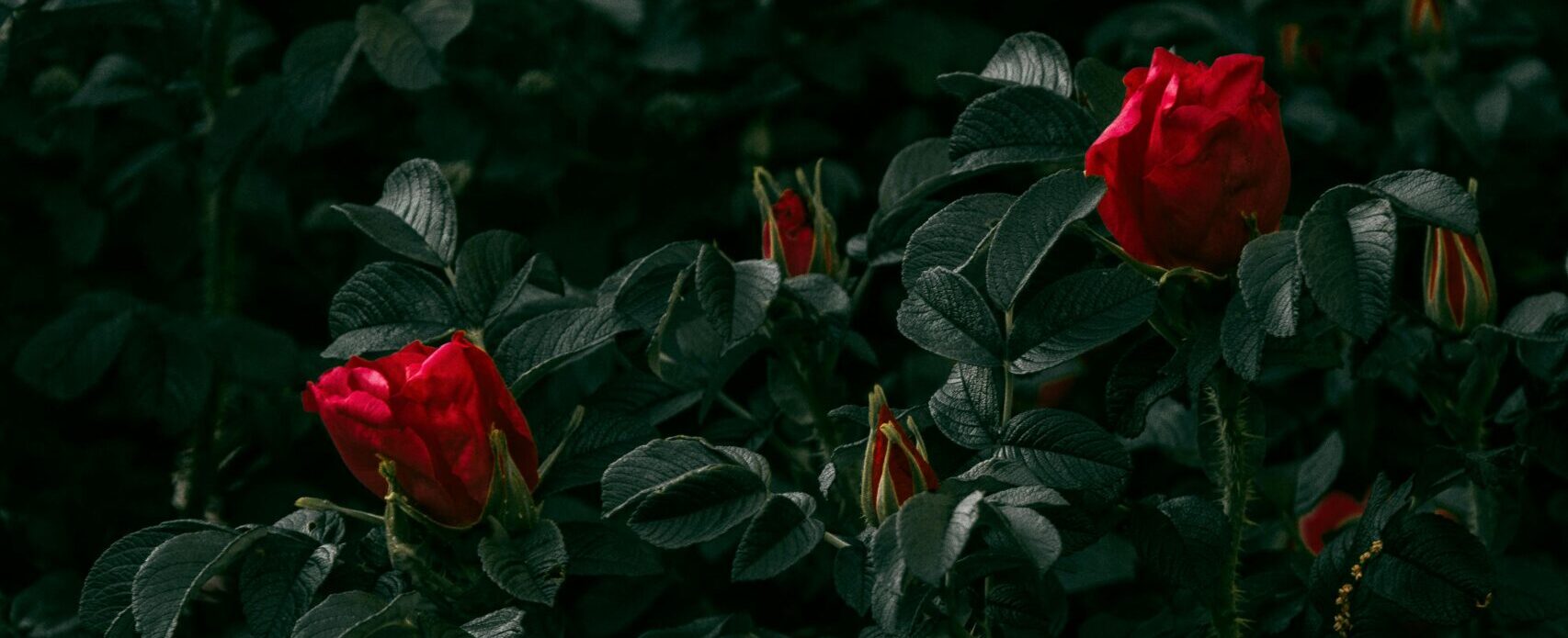 Red roses blooming in green foliage.