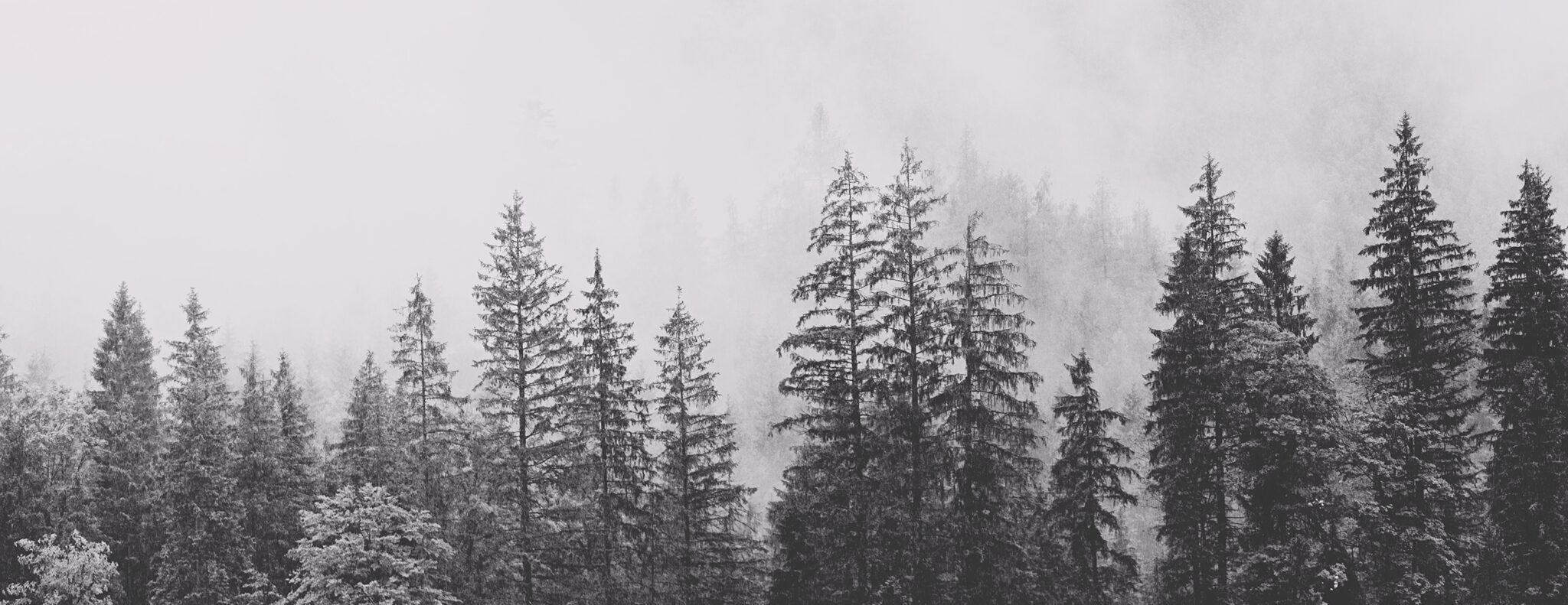 Black and white forest in fog.